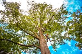 Why Choose Our Tree Removal Services in Clarks Summit, PA?