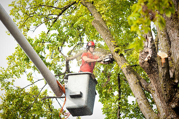 Trusted Clarks Summit, PA  Tree Services Experts